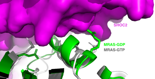 Figure 2:Steric clashing of Switch I and II of GDP bound MRAS, in green, with the surface of SHOC2, in magenta. GTP-bound MRAS, in white, shows no steric clashing with SHOC2s surface.</div></font>