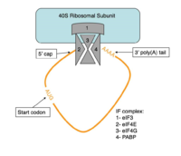 Figure 4:Closed loop model diagram required for translation initiation in eukaryotes.