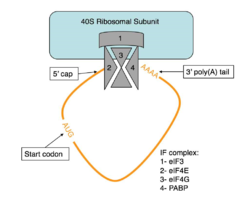 Figure 4:Closed loop model diagram required for translation initiation in eukaryotes.