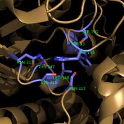 Figure 2. Active Site Residues. All eight active site residues necessary for catalysis of isocitrate are shown in slate. However, the protein shown is a C191S mutant of isocitrate lyase.
