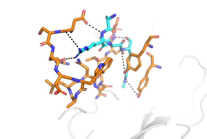 Image:Binding w lines.jpg