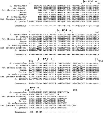 Evolutionary conservation of Calcineurin B within eukaryotes