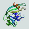 RNase A