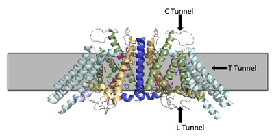 Figure 2. Dimer in the Membrane