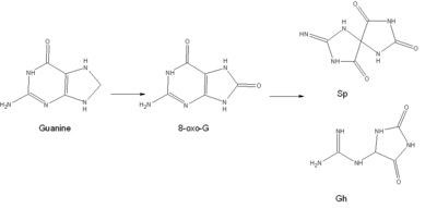 Guanine get oxidized to 8-oxoguanine, which in turn can get further oxidized in Sp and Gh.  This is a source of mutagenesis in the body