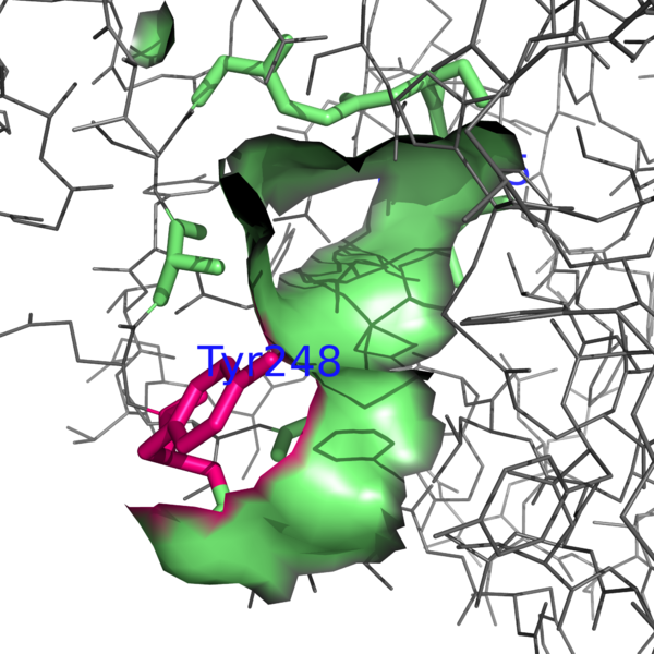 Image:1CPX-Tyr248.png