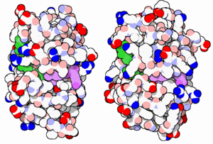 "E. coli (left) and human (right) DHFR have a similar architecture and mode of binding to NADPH(green) and methotrexate(purple)"