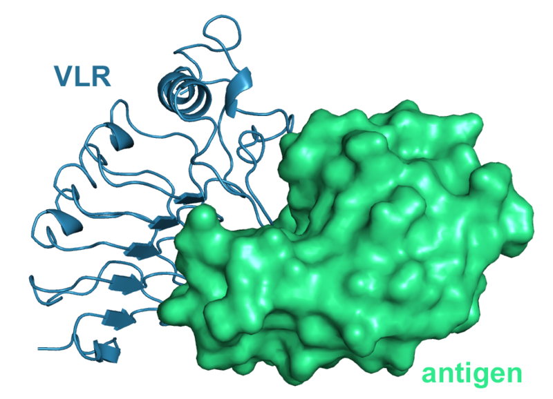 Image:3g3a biol unitsurf.png