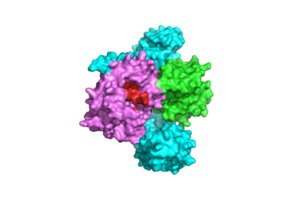 Figure 2: Catalytic Site of PP1C (PDB 7DSO). The catalytic site is shown in red. PP1C undergoes minimal conformational change when binding to SHOC2 and MRAS to ensure the active site is available for binding of RAF .