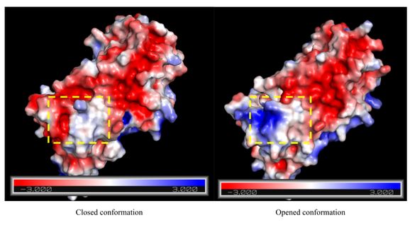 Fig. 2 - Maspin on its closed (PDB code 1xqg) and open (PDB code 1wz9) form based on the ideia of the conformation "switch" in wich the rotation of G-helix changes maspin's charge distribuition . Positive and negative charges can be seen in blue and red respectively,  likewise neutral net charge are represented by whyte color. The region comprising the G-helix is highlighted.