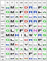 The residue in positions 77 and 78 suggest a possible intercalation loop