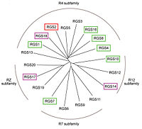 family of canonical RGS proteins