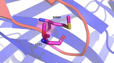 No Mutation Image