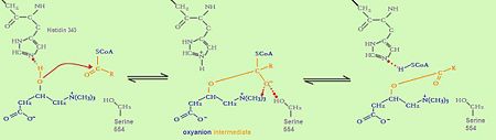 catalytic mechanism of fatty acid transfer