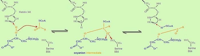 catalytic mechanism of fatty acid transfer