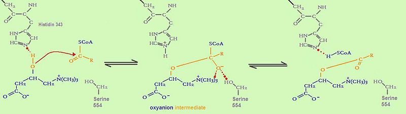 Image:Mechanism fatty acid transfer.jpg