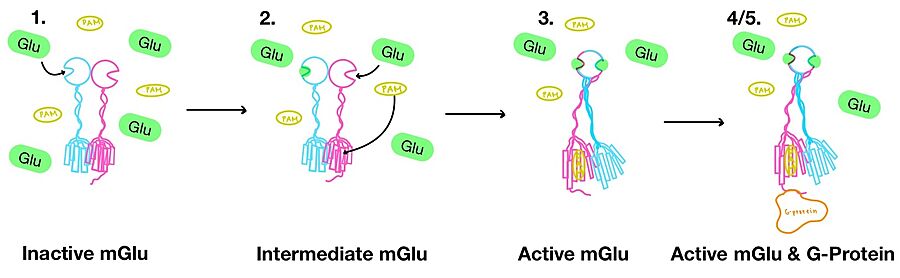 Figure 3. Illustration of mGlu's conformational change process.