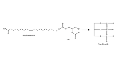 Figure 1: Reaction of oleoyl-CoA with DAG to produce a triglyceride