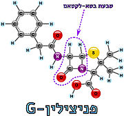 תמונה מס. 3: מבנה טבעת הבטא-לקטאם