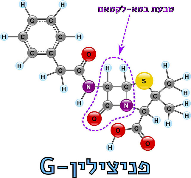 Image:Beta-lactam2.jpg