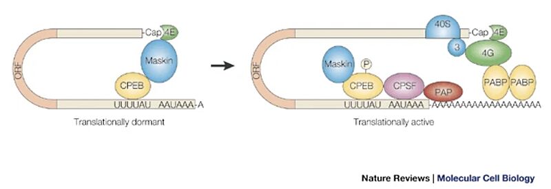 Image:CPEB-mediated translational control.jpg