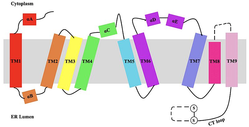 Image:Membrane Helices Diagram 1.jpg
