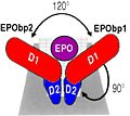 Erythropoeitin with his receptor