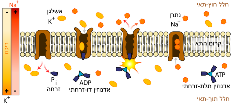 Image:Scheme sodium-potassium pump-he.png