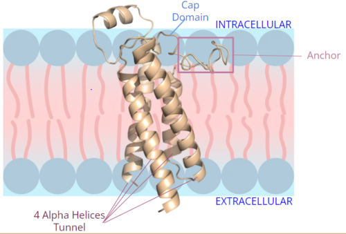 Figure 2. Orientation and interactions of the VKOR components cap domain, anchor domain, and helical tunnel within the cell membrane.