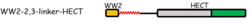 WWP2 Scheme WW2-2,3-linker-HECT