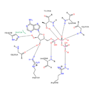 Intramolecular interactions of ATP binding site