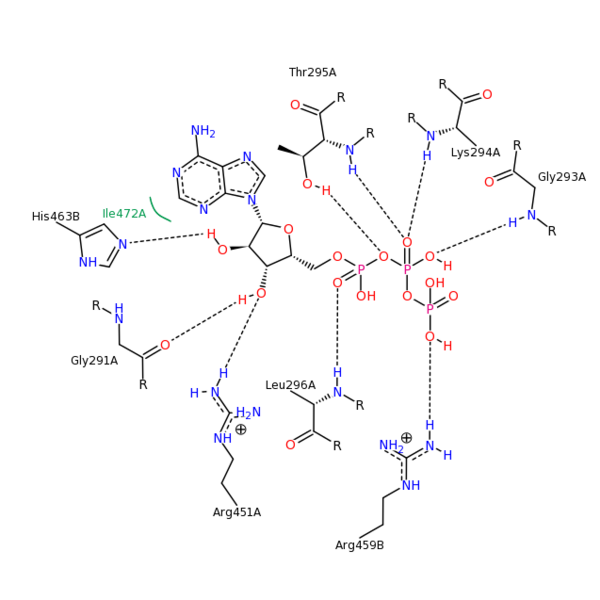 Image:ATP-1TF7 psv v 500.png