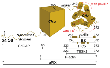 Alpha-parvin domain composition and regions involved in the interactions with the binding partners