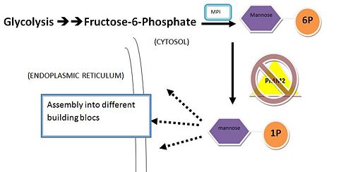 Conversion of Mannose-6-P to Mannose-1-P