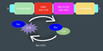 Figure 2: Mechanism of Ras Regulation by Neurofibromin. One chain of the homodimer is represented in cyan with its important domains highlighted. Ras Guanine Nucleotide Exchange Factors (RasGEFs) are shown catalyzing the transition from an active to an inactive Ras molecule