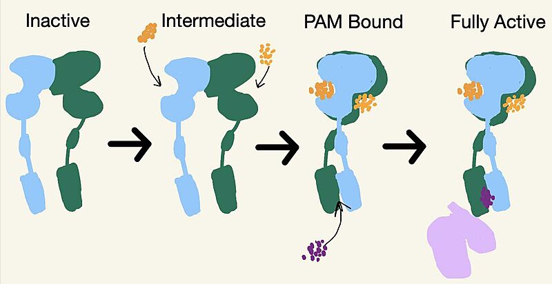Image:Schematic of mGlu2 States.jpg