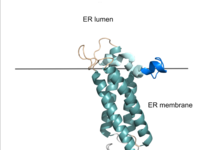 Figure 2. VKOR in Membrane The teal helices are the transmembrane helices. The tan sections are the beta loop and cap loop. The light blue section is the cap helix, and the dark blue section is the anchor. The cap loop, cap helix, and anchor make up the cap domain.