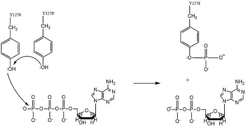 Image:ALK Tyrosine Phosphorylation.jpg
