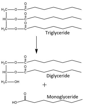 Figure 1. LPL catalyzes the breakdown of triglycerides into a diglyceride and a fatty acid. It can also recognize the diglyceride as a substrate and produce a monoglyceride and two fatty acids from the triglyceride substrate.