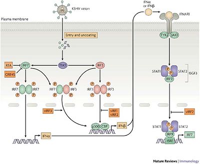 Diagram of the IFN pathway.