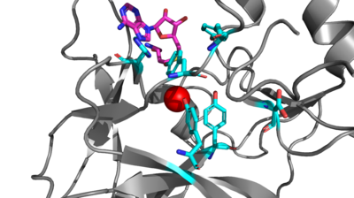 Figure 1. The best active site picture you have ever seen!