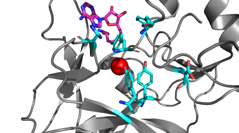 Image:KMT active site.png