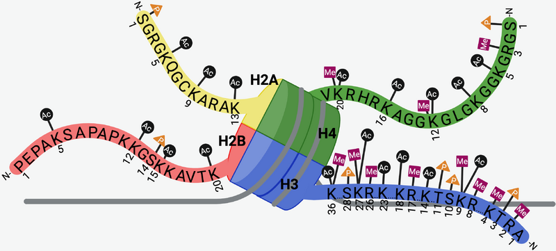 Image:NCP ptms.png