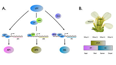 Schematic presentation LEAFY regulatory roles (A) and the ABC model controlling floral organ identity (B).