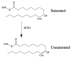 Saturated vs. Unsaturated Fatty Acid Chain