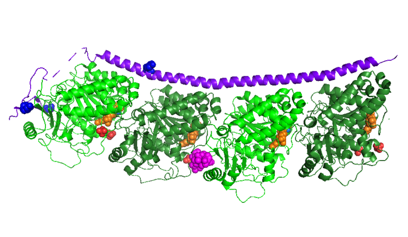 Image:Stathmin phosphorylation.png