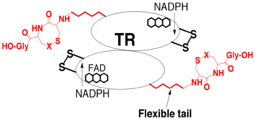 Hondal, R.J. (2010) Amino Acids, E Pub