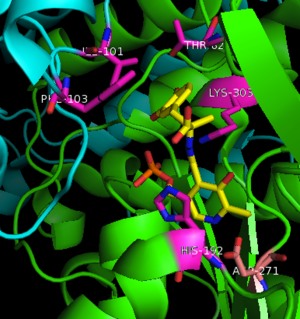 Key interactions between the active site residues, PLP, and carbiDOPA