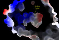Figure 1: Electrostatic illustration of the amphipathic binding pocket of the LPA1 receptor. This binding pocket, located in the interior of the protein, has both polar and nonpolar regions. The blue and red coloration highlight the positively and negatively charged regions, respectively, and the white color shows the nonpolar region of the binding pocket.