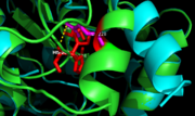 Figure 9. Ag85C-E228Q active site.  The glutamate residue is shifted four angstroms in the mutated form of this enzyme causing a rearrangement of hydrogen bonds within the enzyme. The histidine residue, labeled in pink, takes on two conformations, binding with alternative serine residues, labeled in red.